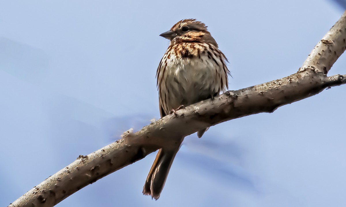 Savannah Sparrow - ML331994901