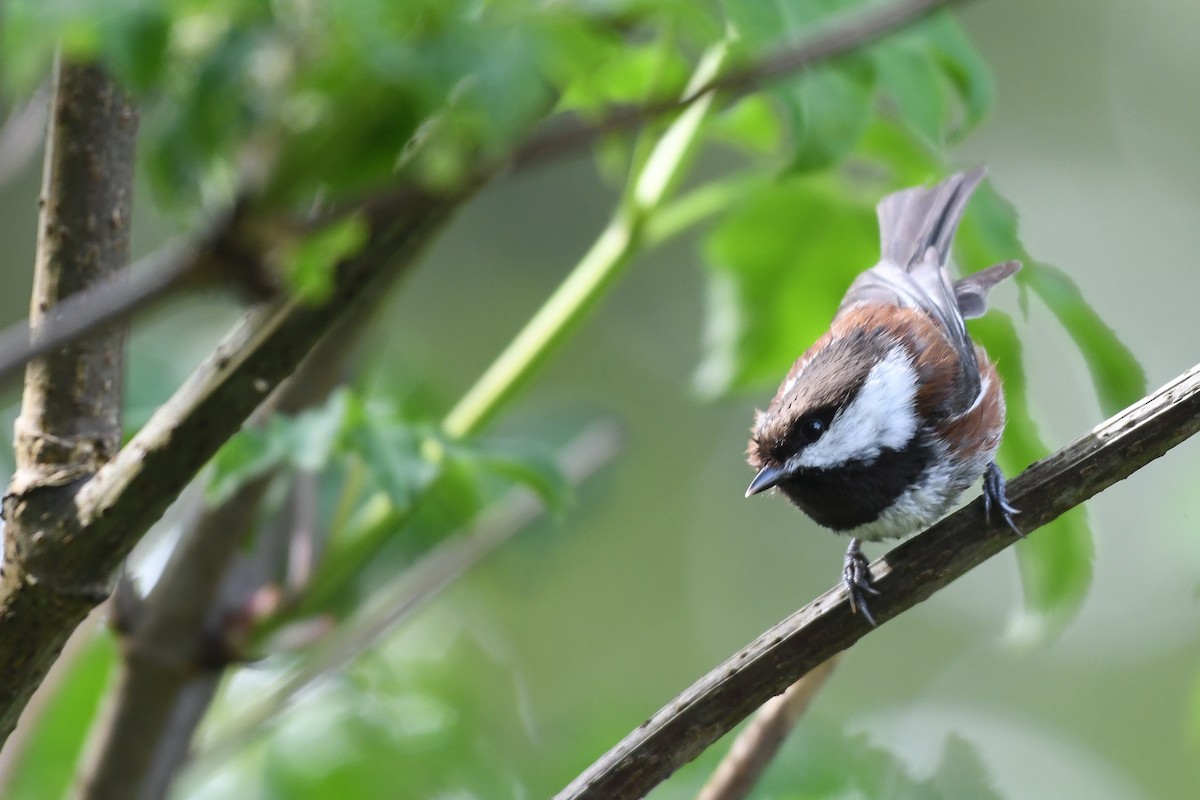 Chestnut-backed Chickadee - ML331998991