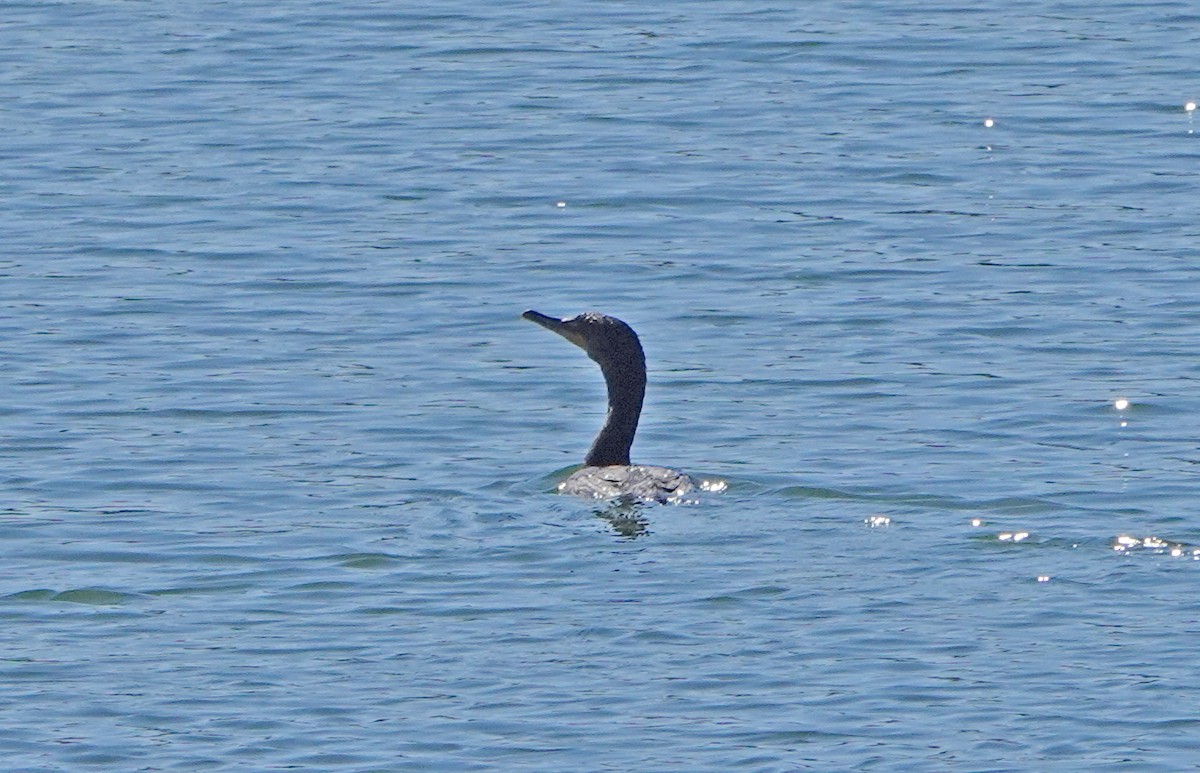 Double-crested Cormorant - ML331999001