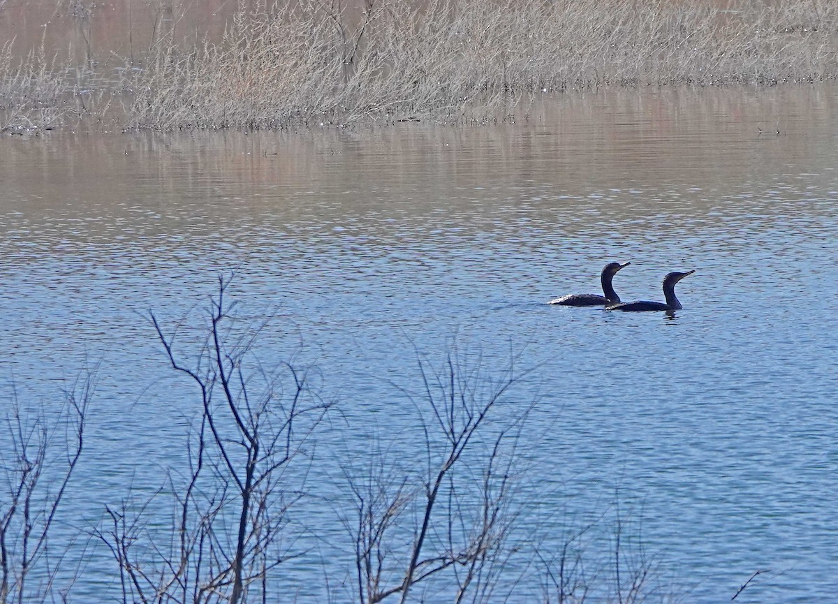 Double-crested Cormorant - ML331999021
