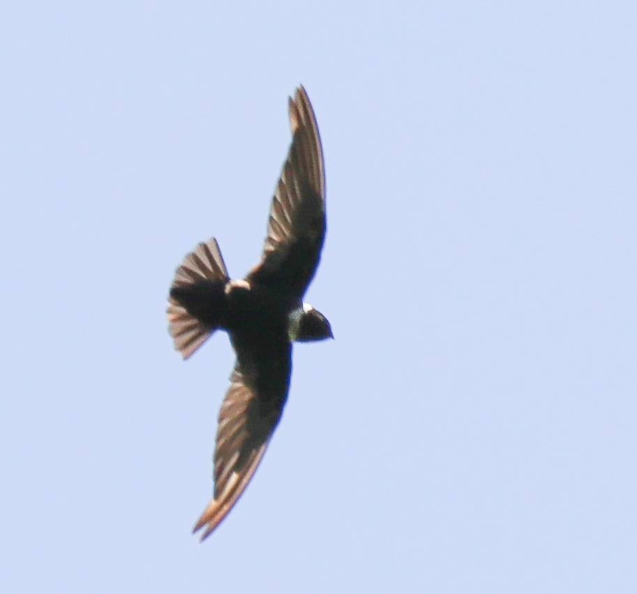 White-collared Swift - ML331999121