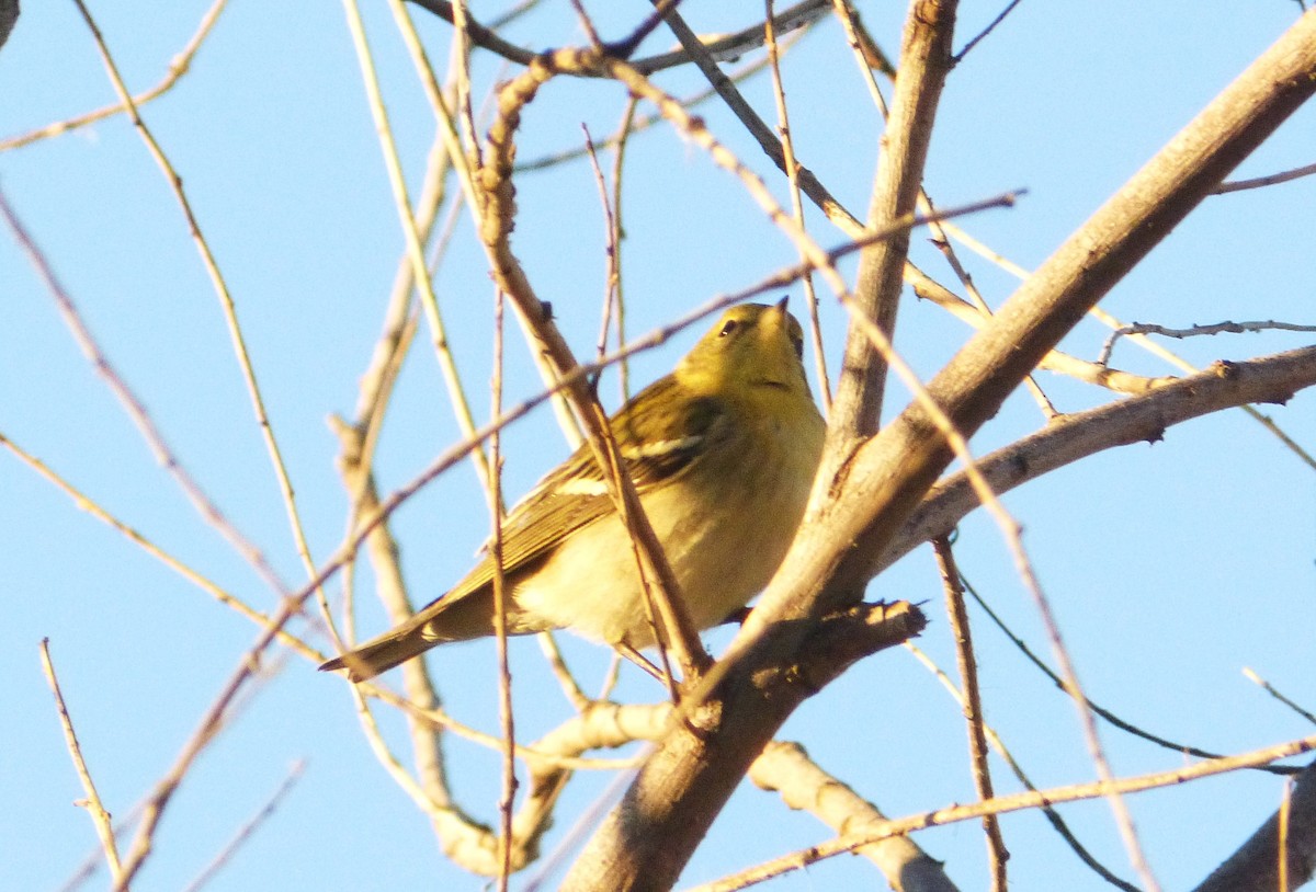 Blackpoll Warbler - ML33199931