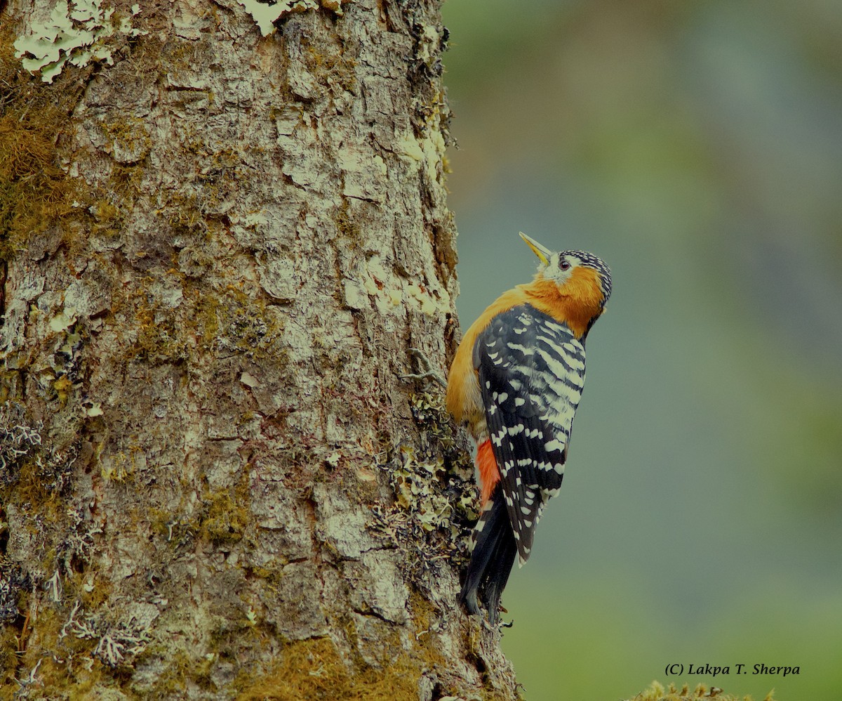 Rufous-bellied Woodpecker - Lakpa Tenzing Sherpa