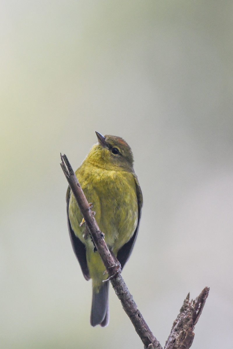 Orange-crowned Warbler - ML331999951