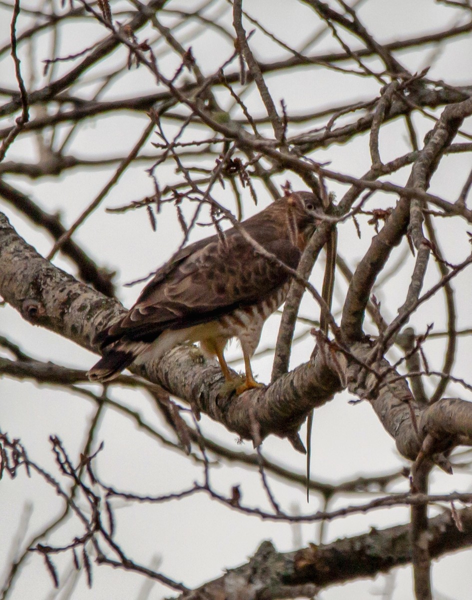 Broad-winged Hawk - ML332001101