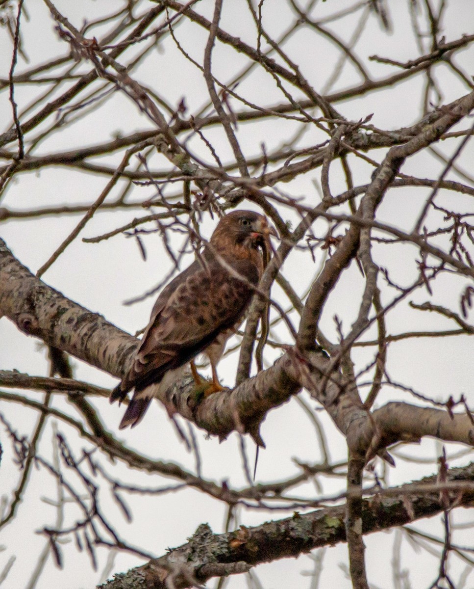 Broad-winged Hawk - ML332001151