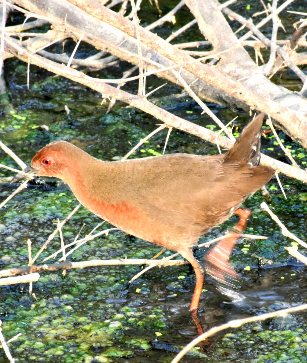 Ruddy-breasted Crake - ML332004131