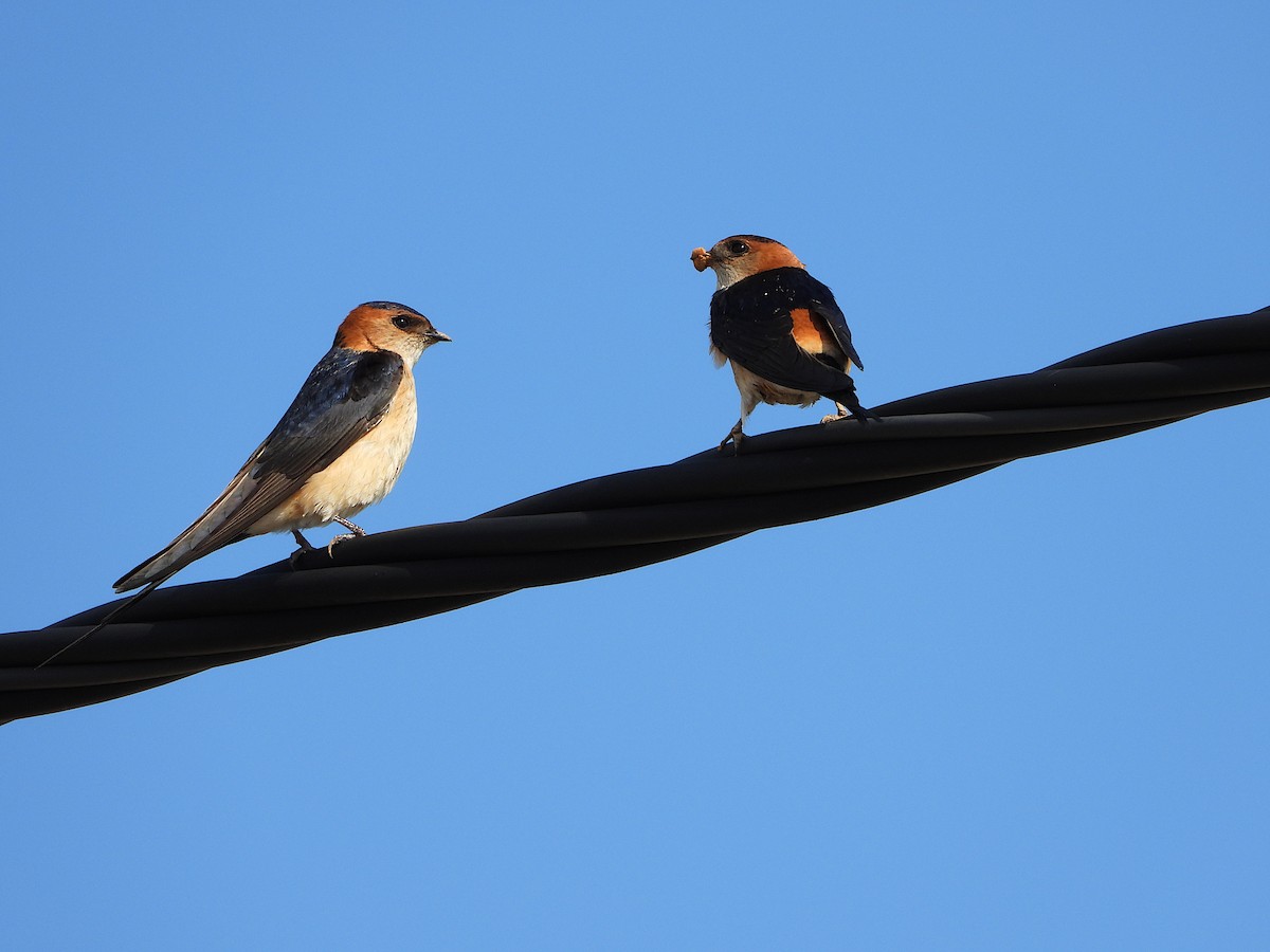 Red-rumped Swallow - Diogo  Portela