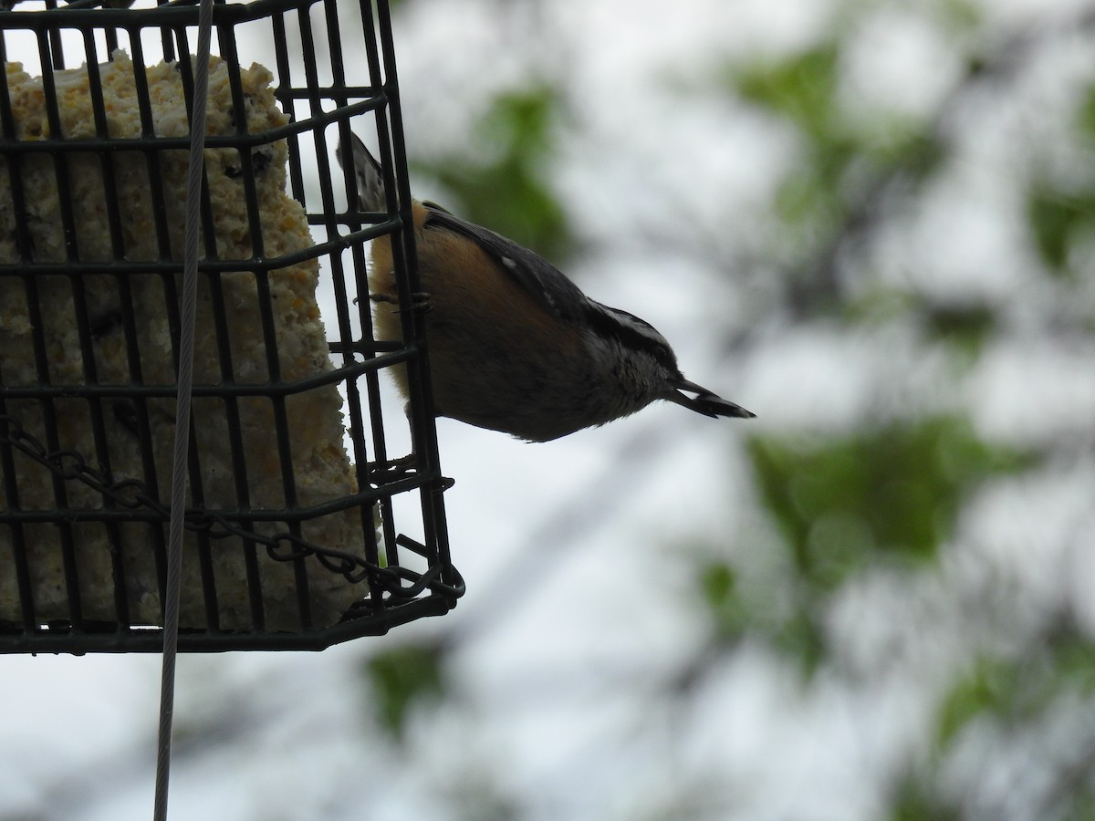 Red-breasted Nuthatch - ML332005151