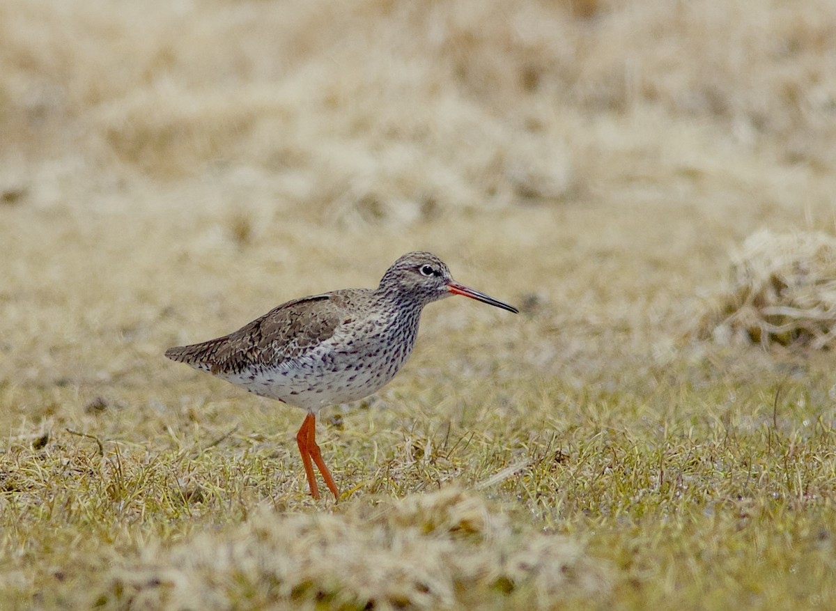 Common Redshank - ML332005641