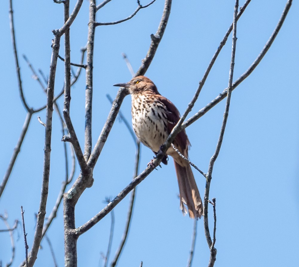 Brown Thrasher - ML332007871