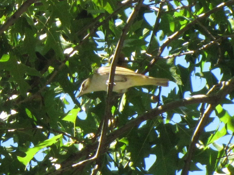 Red-eyed Vireo - ML33200821