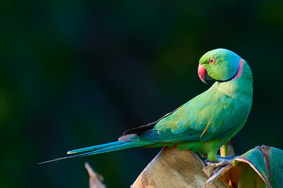 Rose-ringed Parakeet - Raghavendra  Pai