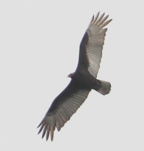 Turkey Vulture - ML332011471
