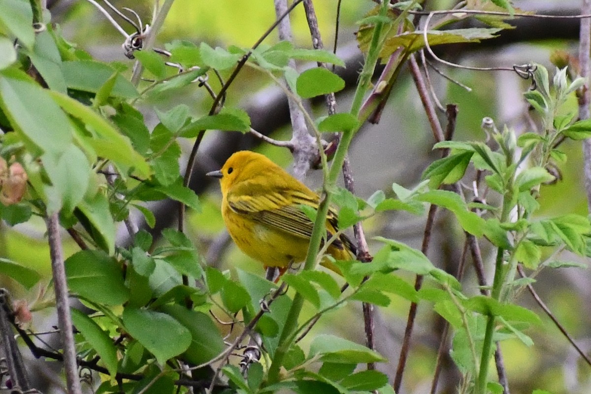 Paruline jaune (groupe aestiva) - ML332011681