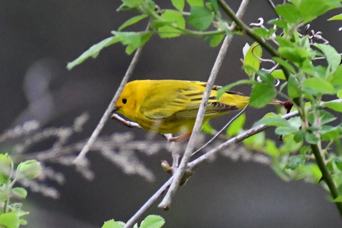 Paruline jaune (groupe aestiva) - ML332011701