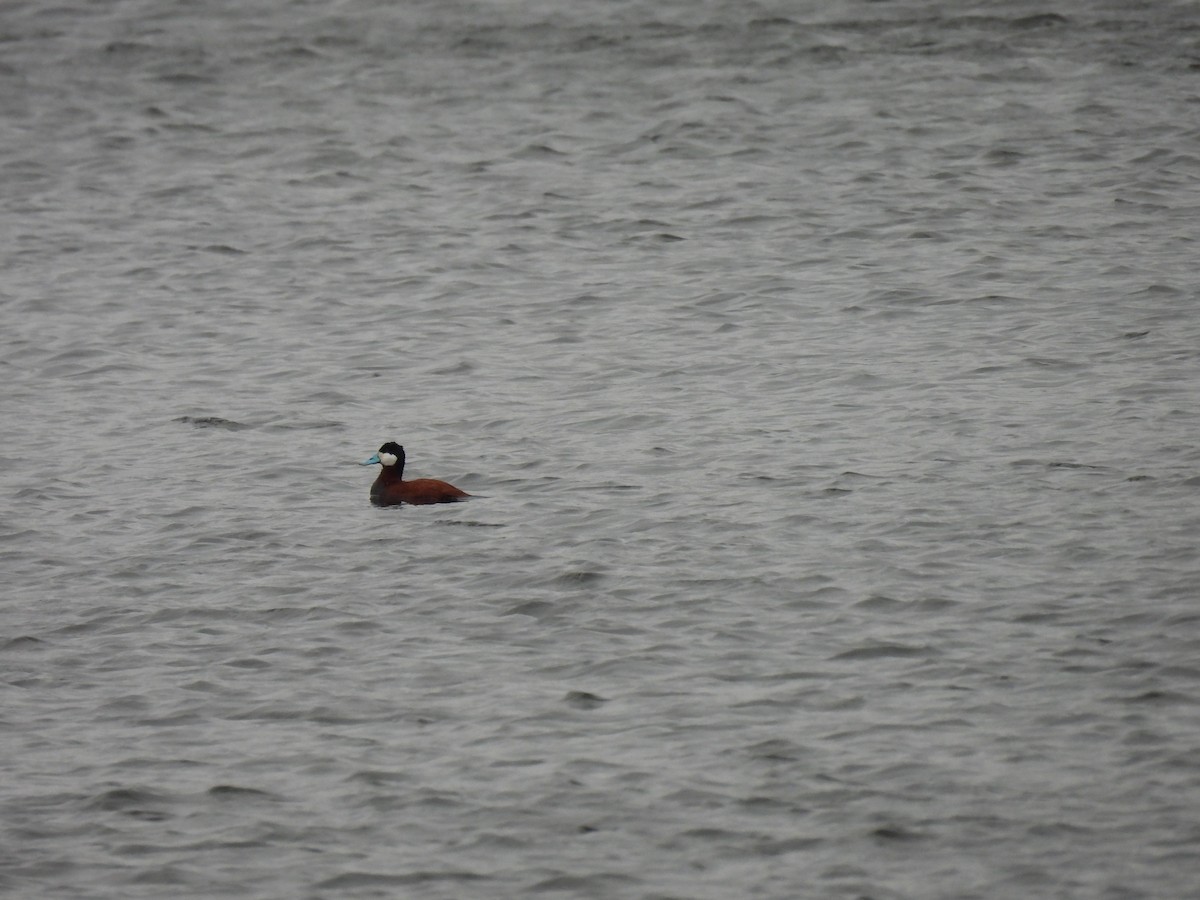 Ruddy Duck - ML332011881