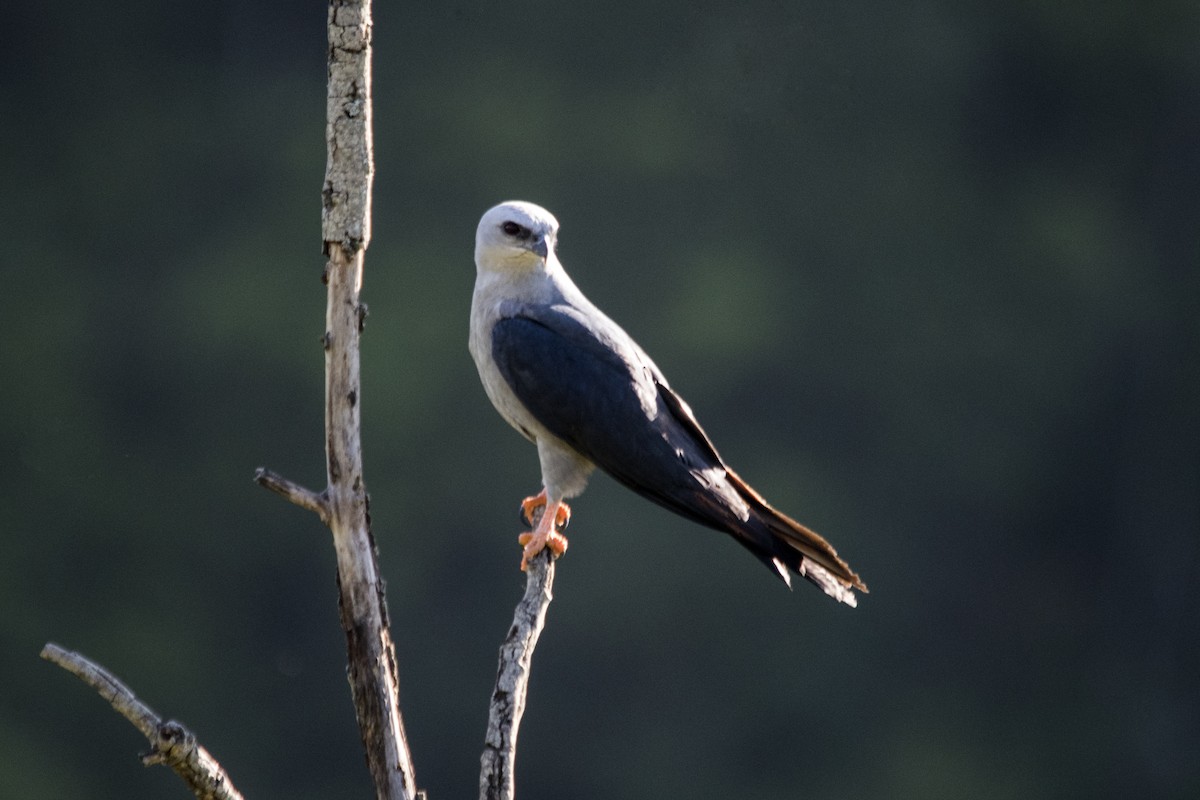 Plumbeous Kite - Luiz Carlos Ramassotti