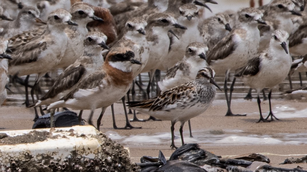 Broad-billed Sandpiper - ML332013201