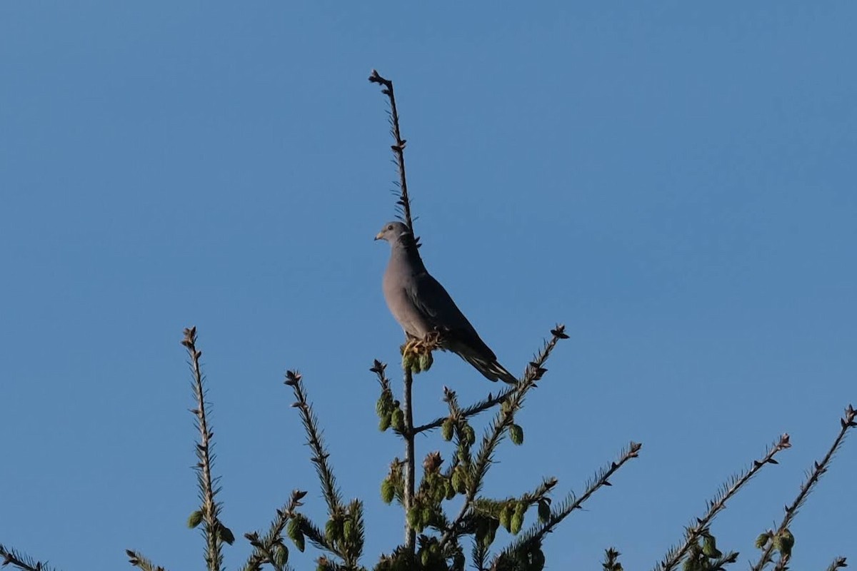 Band-tailed Pigeon - ML332013791