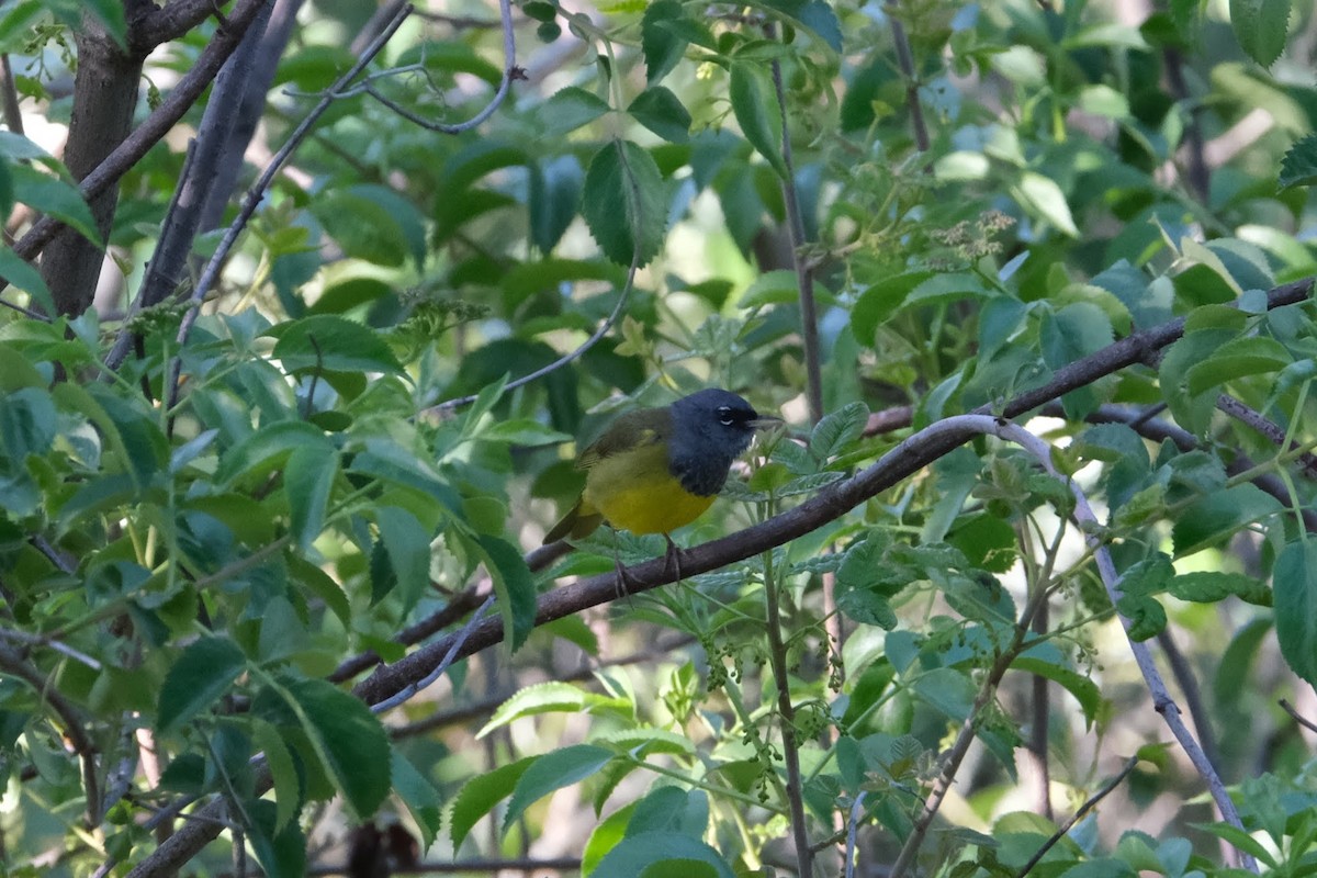 MacGillivray's Warbler - ML332014051