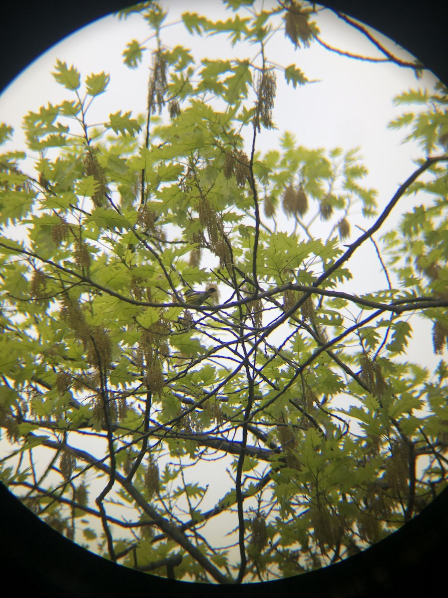 Magnolia Warbler - Evan Slocum