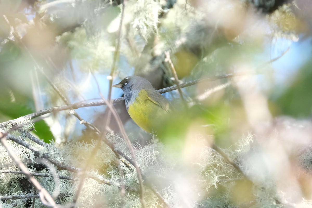 MacGillivray's Warbler - ML332015091