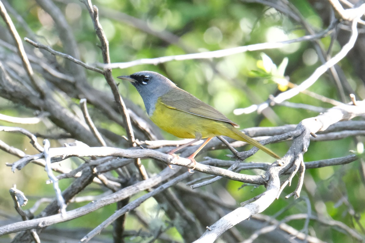 MacGillivray's Warbler - ML332015101