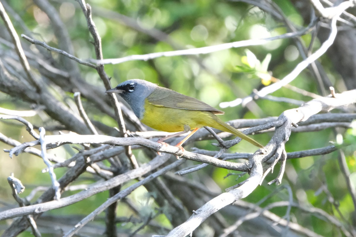 MacGillivray's Warbler - ML332015121