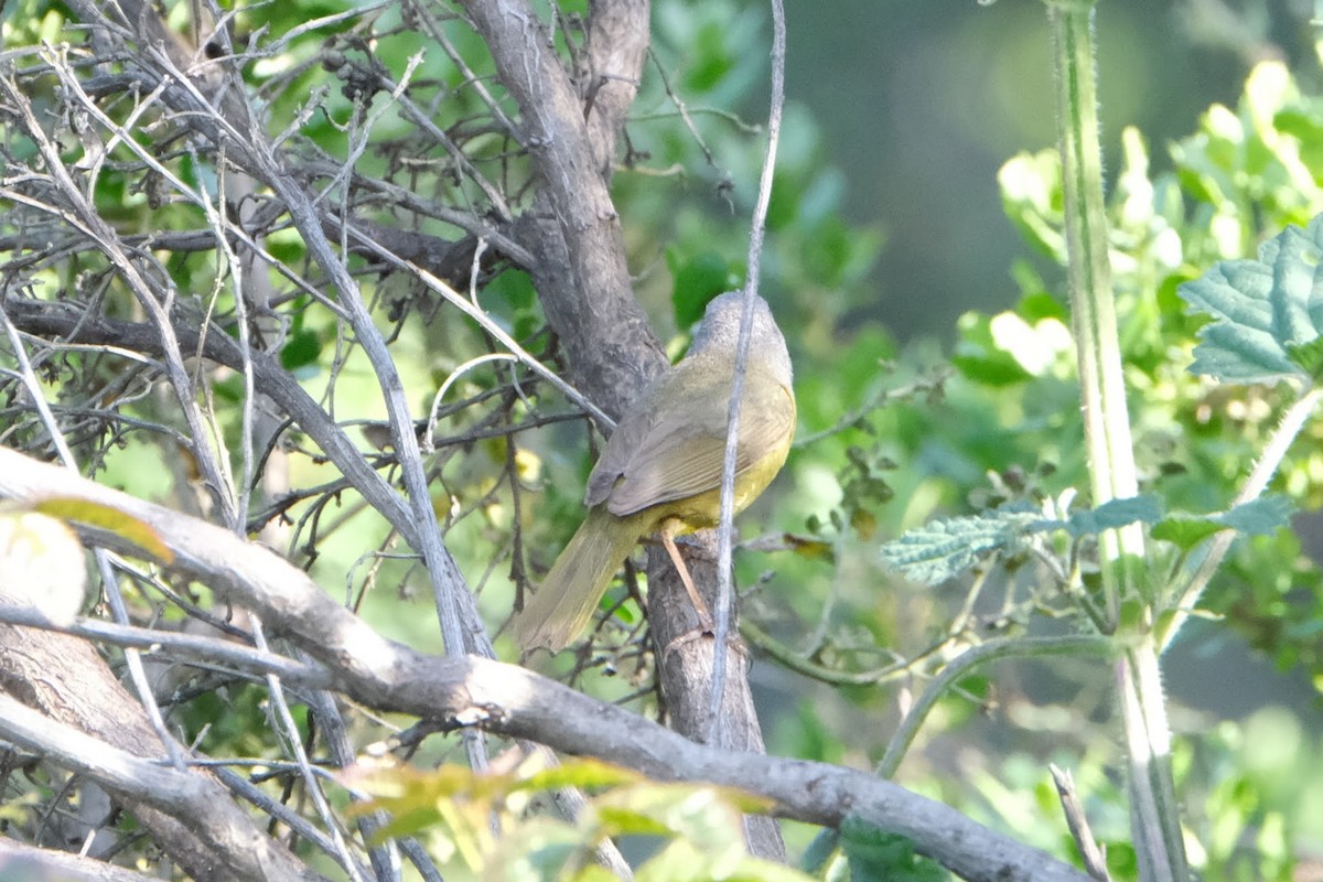 MacGillivray's Warbler - ML332015391