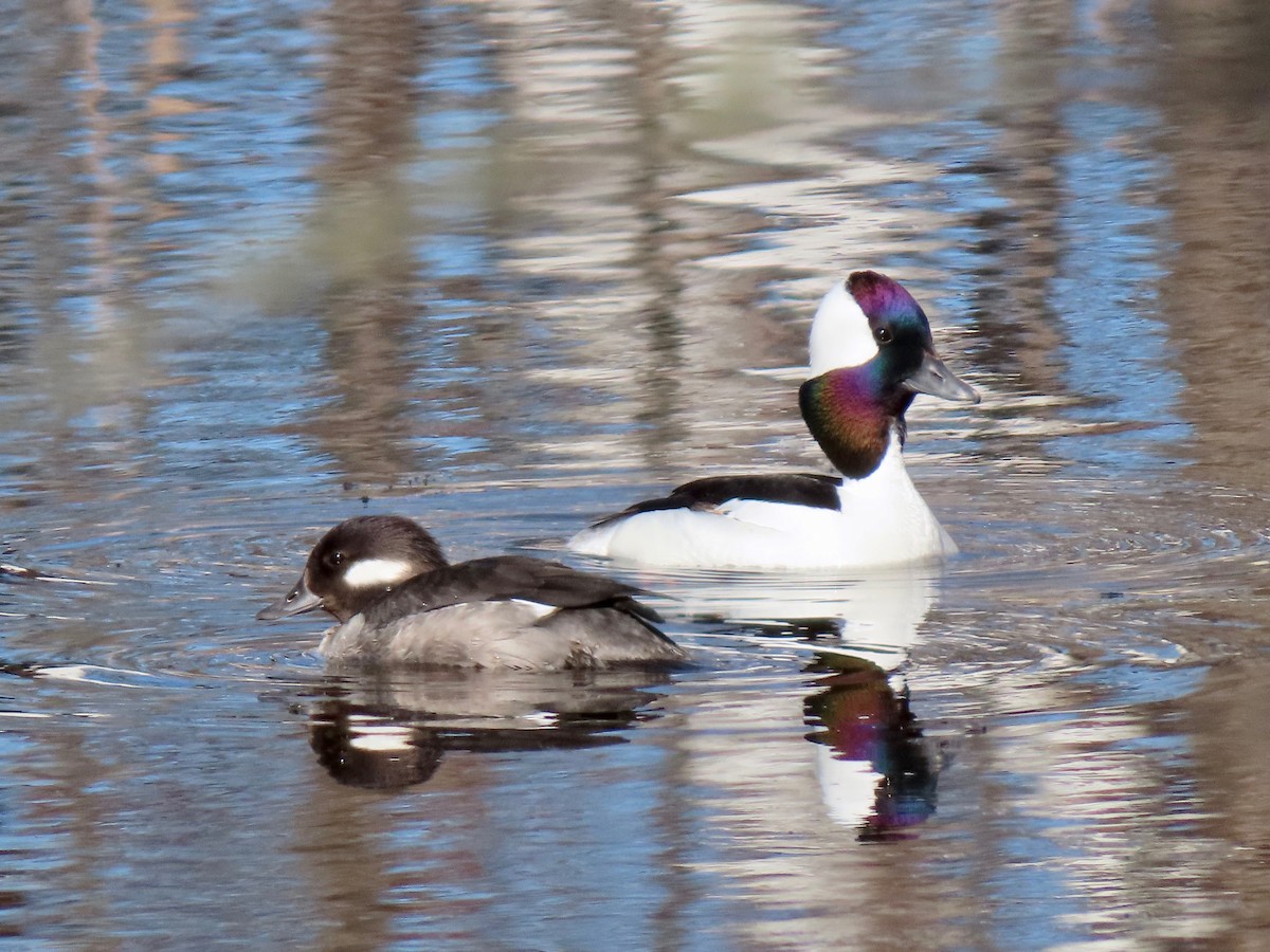 Bufflehead - ML332018391