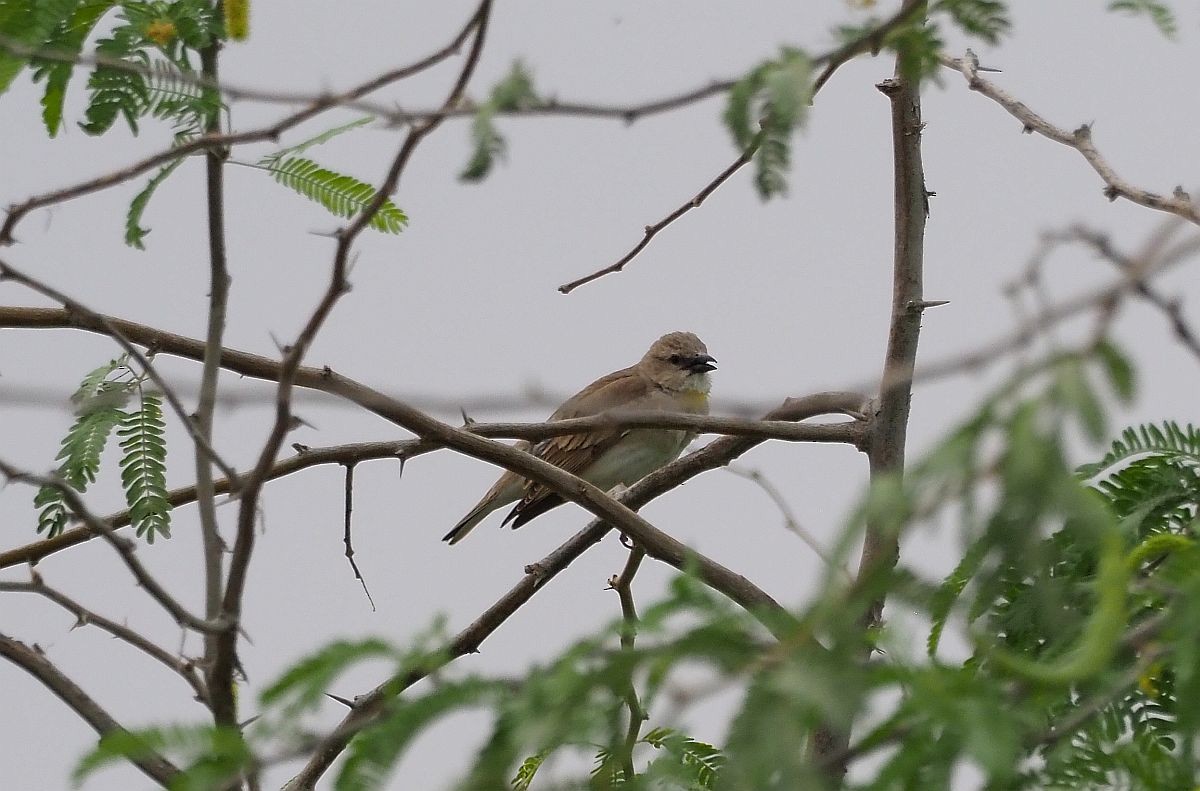 Yellow-throated Sparrow - Martin Meier