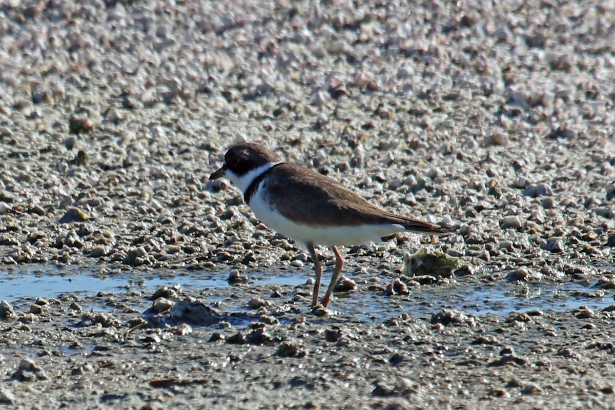 Semipalmated Plover - ML332018961