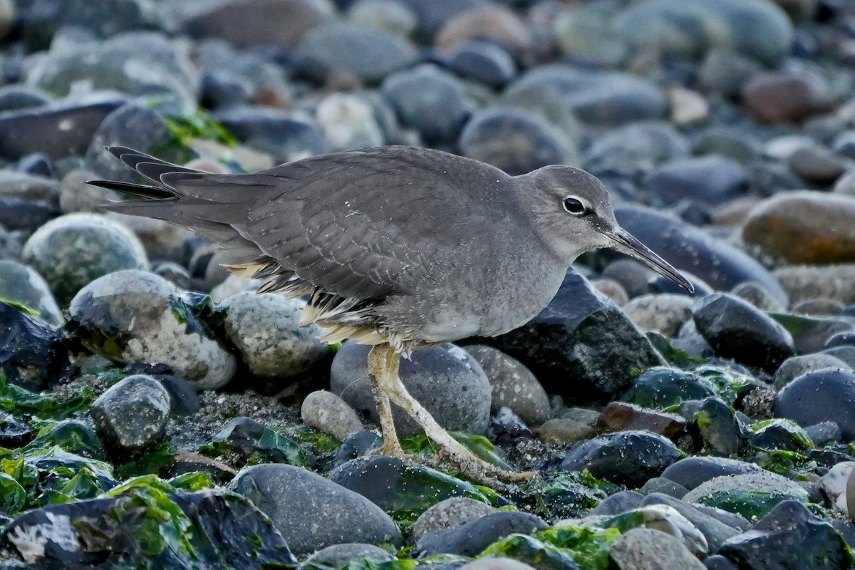 Wandering Tattler - Grace Oliver