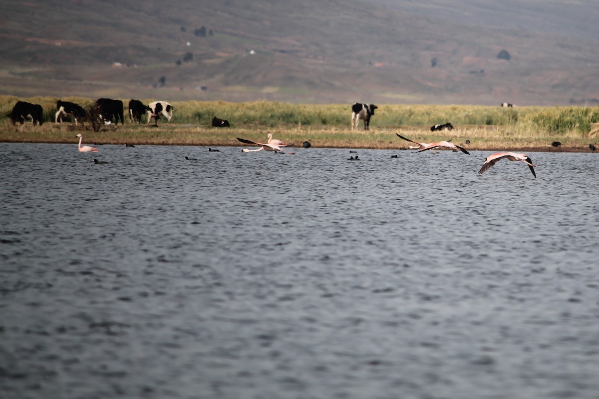 Chilean Flamingo - Suzanne Vargas