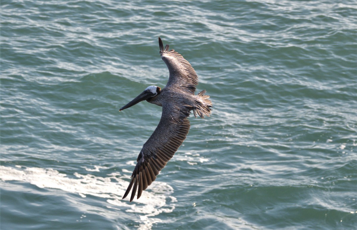 Brown Pelican - ML332019941