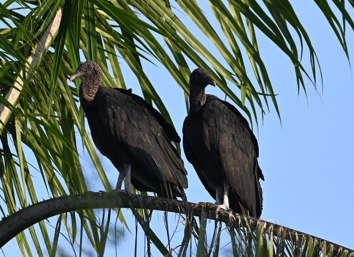 Black Vulture - ML332021811