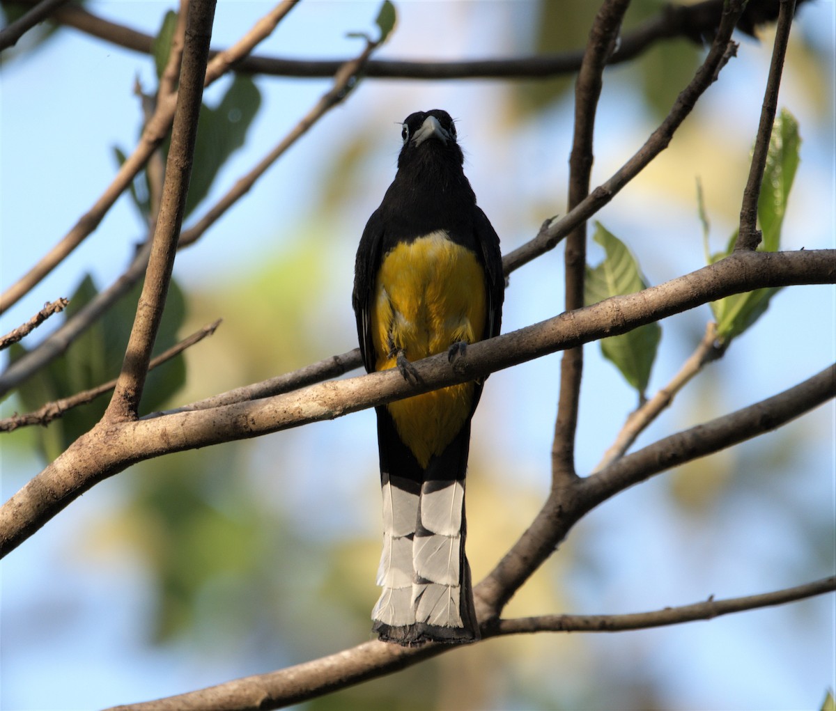 Trogon à tête noire - ML332021891