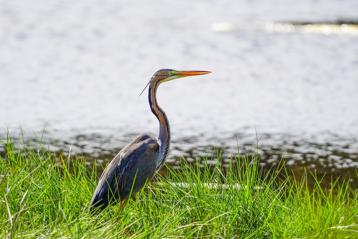 Purple Heron - jian ma