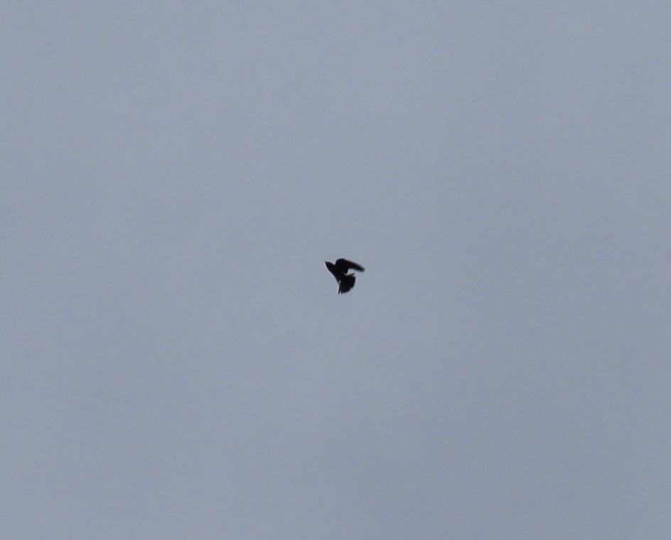 Purple Martin - ML332022851