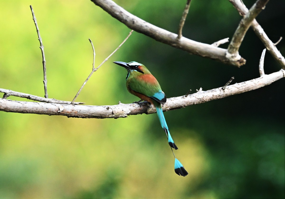 Turquoise-browed Motmot - ML332023311