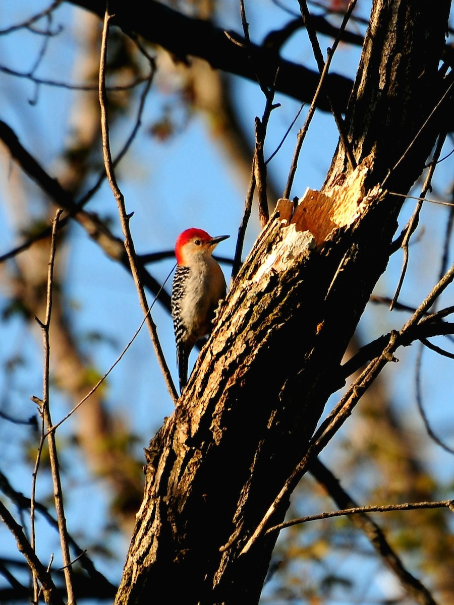 Red-bellied Woodpecker - ML332024211