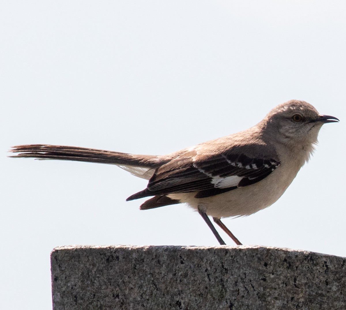 Northern Mockingbird - Megan Taggart