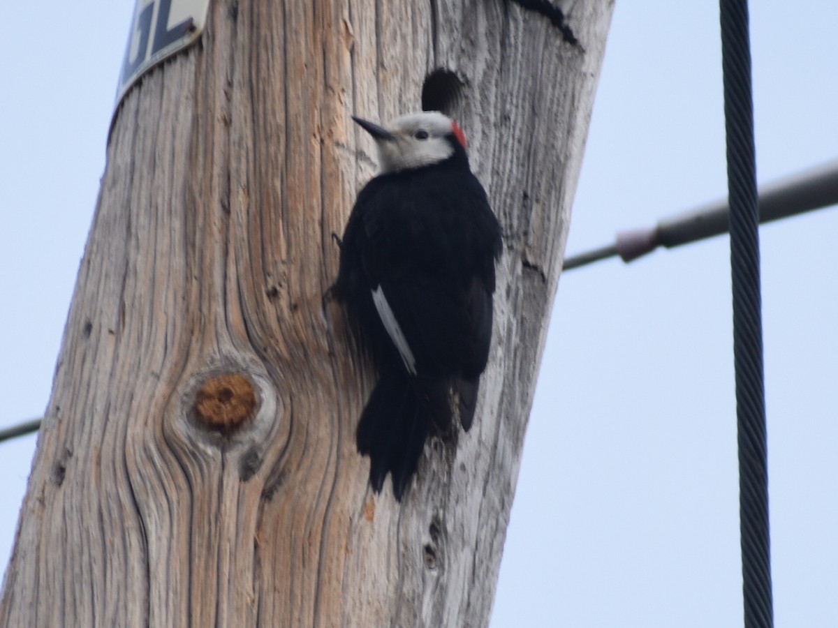 White-headed Woodpecker - ML332025351