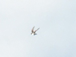 Purple Martin - ML33202561