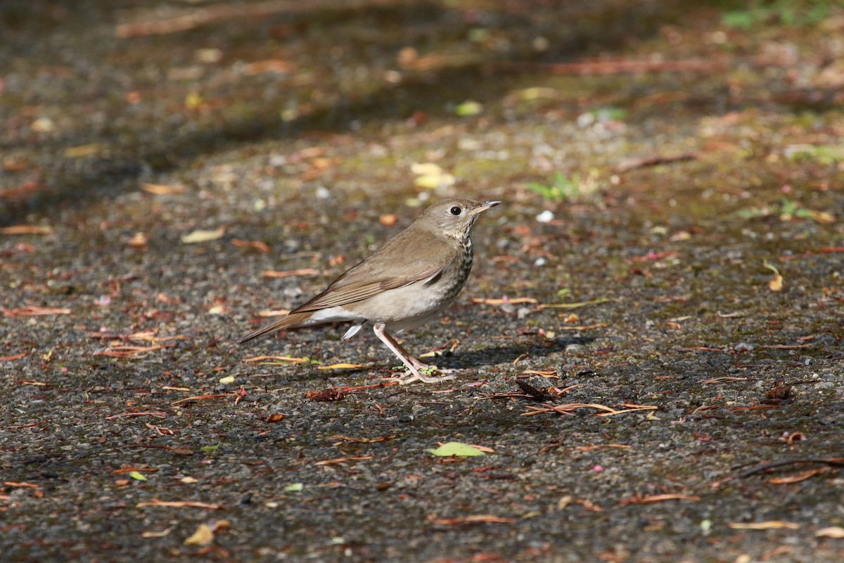 Gray-cheeked Thrush - ML332031101