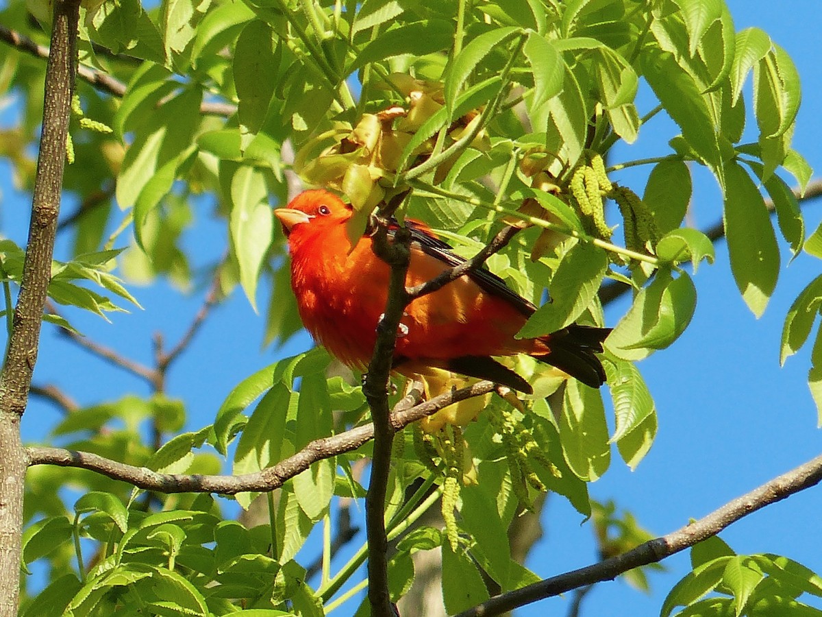 Scarlet Tanager - Jenny Bowman