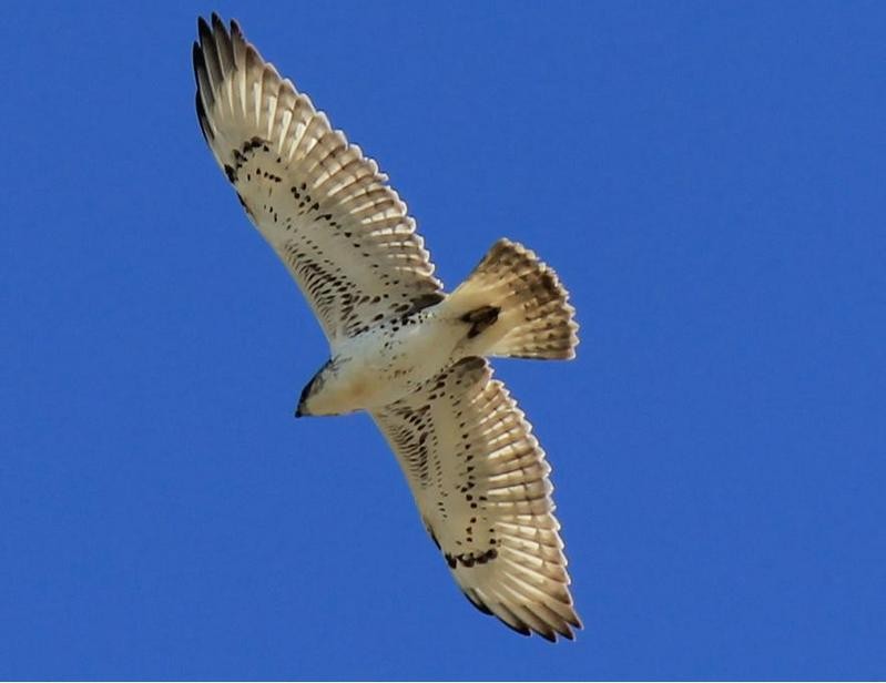 Ferruginous Hawk - ML33203231