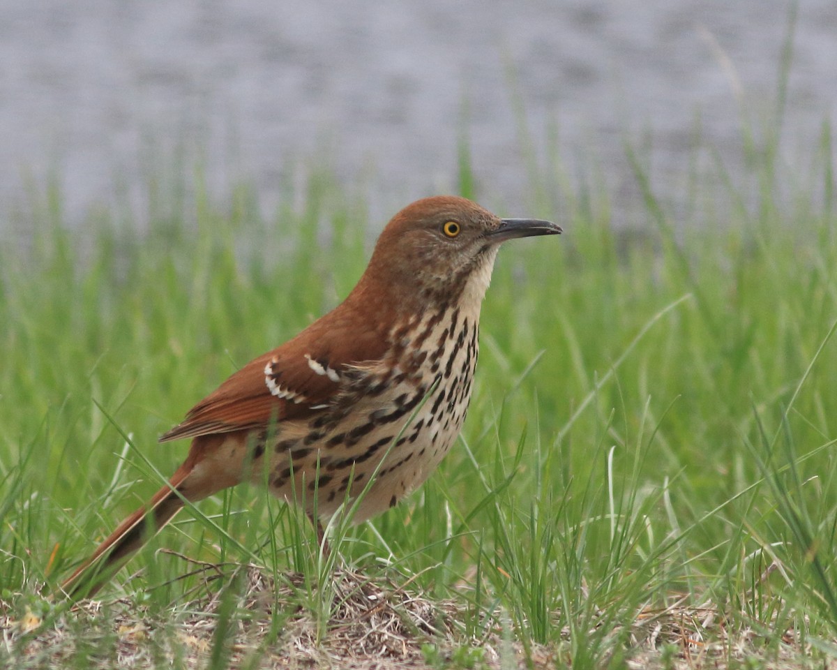 Brown Thrasher - Keri Charles