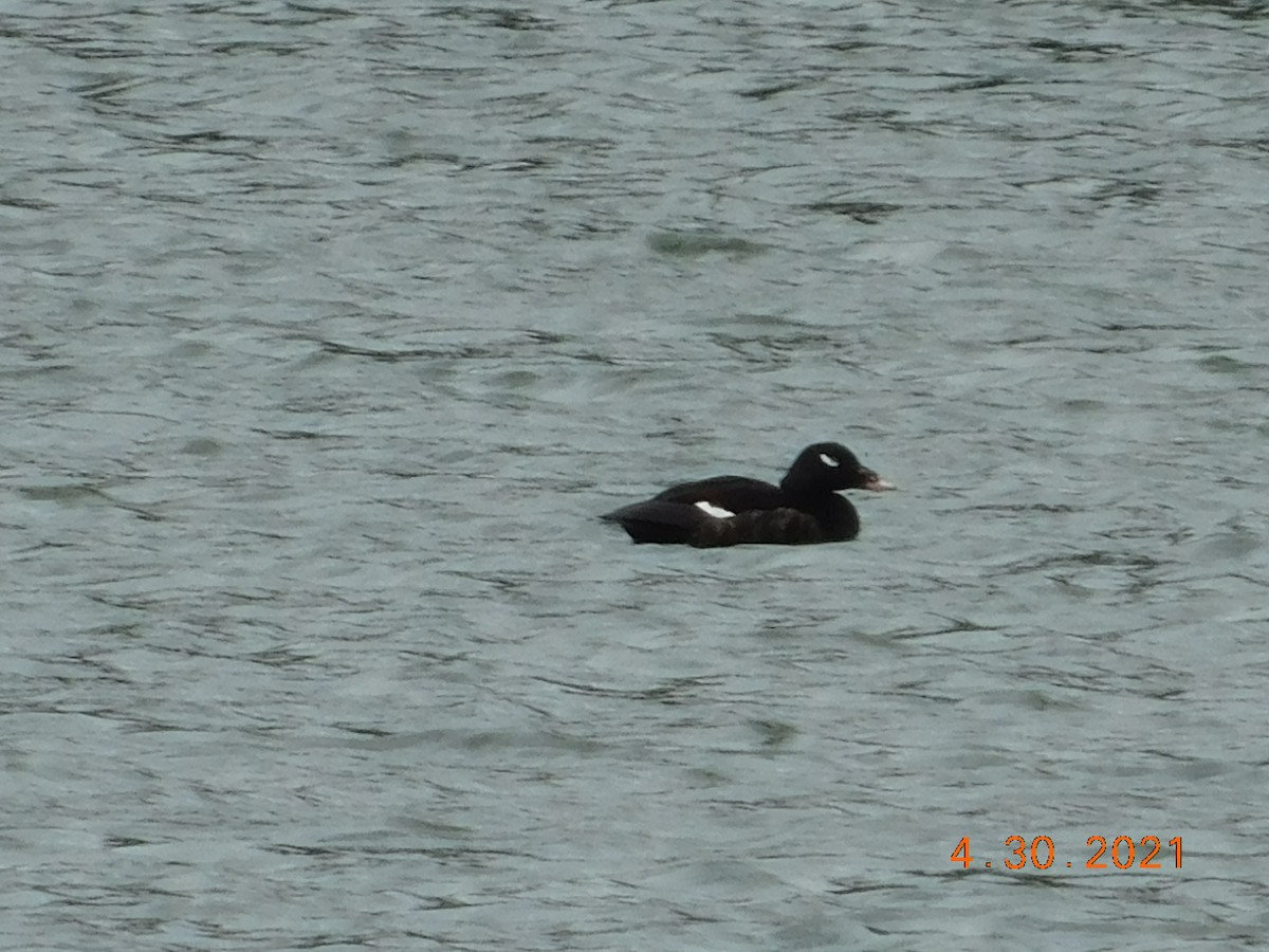 White-winged Scoter - ML332034261